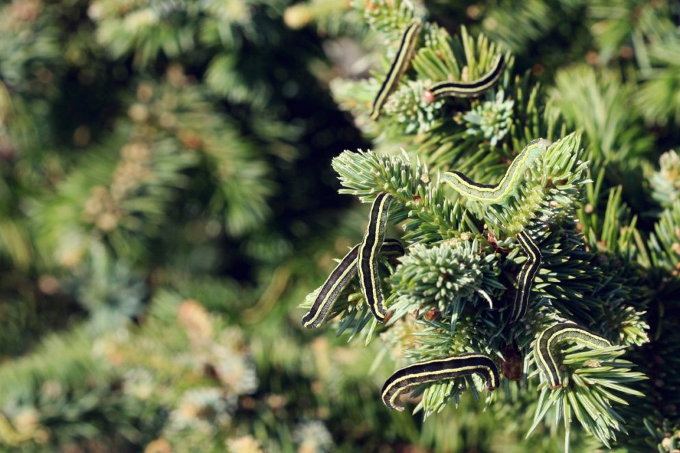 Broom moth larvae feeding on sitka spruce in Iceland. Photo. Brynja Hrafnkelsdóttir
