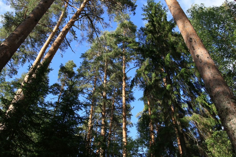 Finnskur furuskógur. Ljósmynd: Pétur Halldórsson