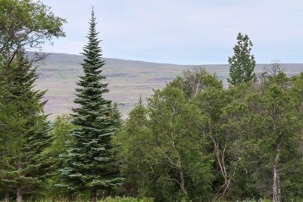 Formfagur fjallaþinur með birki og ösp í Hallormsstaðaskógi. Ljósmynd: Pétur Halldórsson