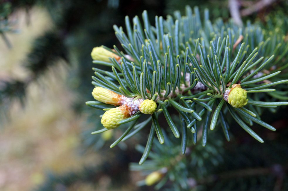 Námskeiðsröð um ræktun jólatrjáa