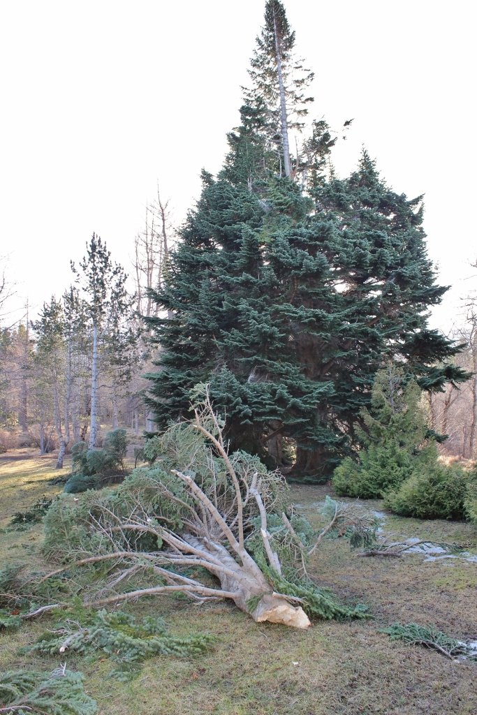 Klifurtréð fræga í trjásafninu Mörkinni Hallormsstað brotnaði illa í stórviðri sem gekk yfir landið &hellip;