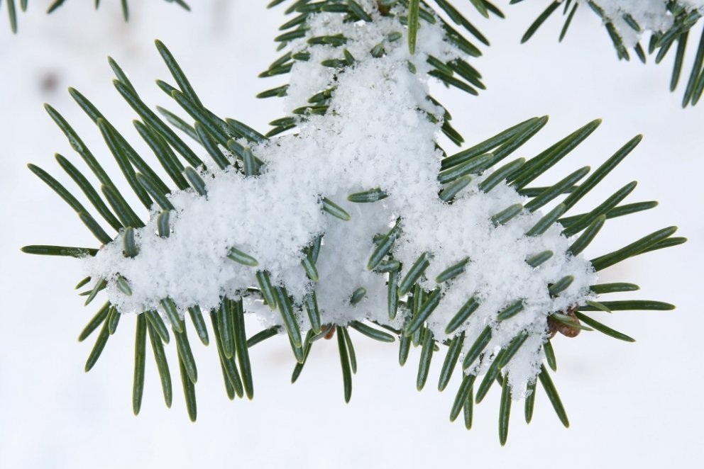 Þegar trén eru í dvala er upplagt að taka af þeim nálasýni til efnagreiningar svo kanna megi næringa…