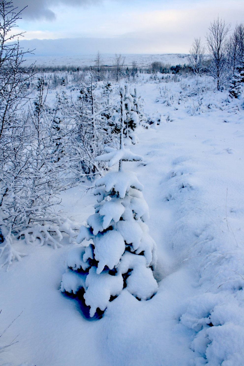 Lifandi tré eða gervi