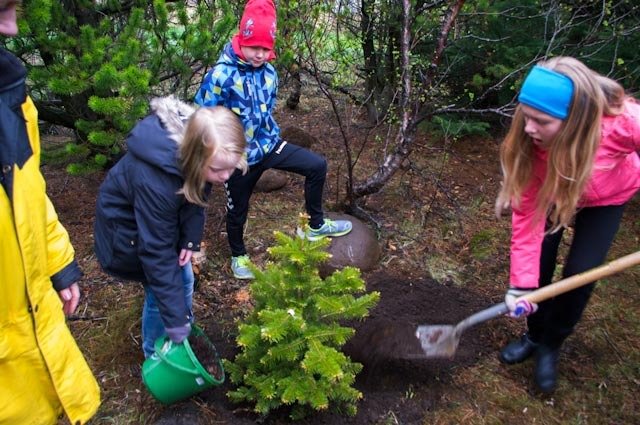 Bústinn og frísklegur fjallaþinur fær moltuskammtinn sinn.