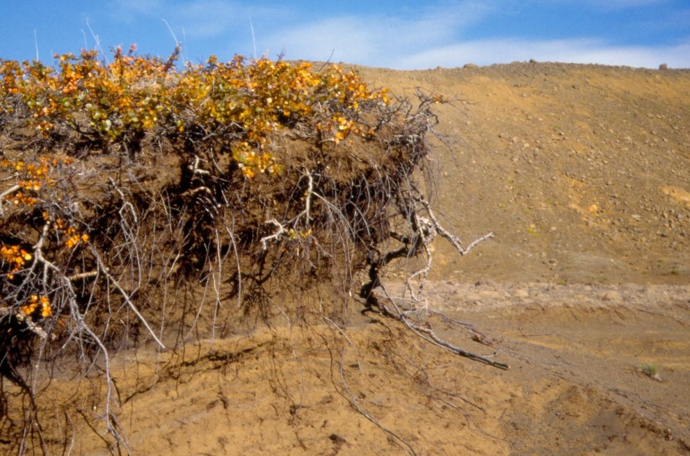 Rofabarð með fjalldrapa á Hólasandi 1994