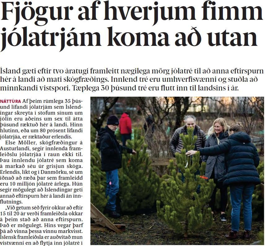 Fjögur af hverjum fimm jólatrjám koma að utan