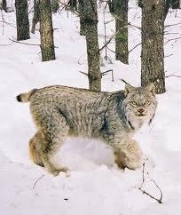 Gaupa finnst í Þjórsárdalsskógi