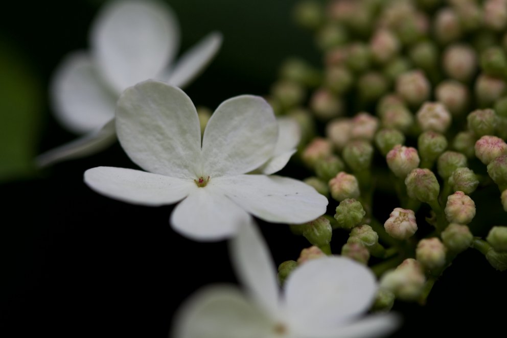 (Mynd:: Edda S. Oddsdóttir)