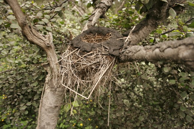 Skógurinn í Þórsmörk blómlegur þrátt fyrir ösku