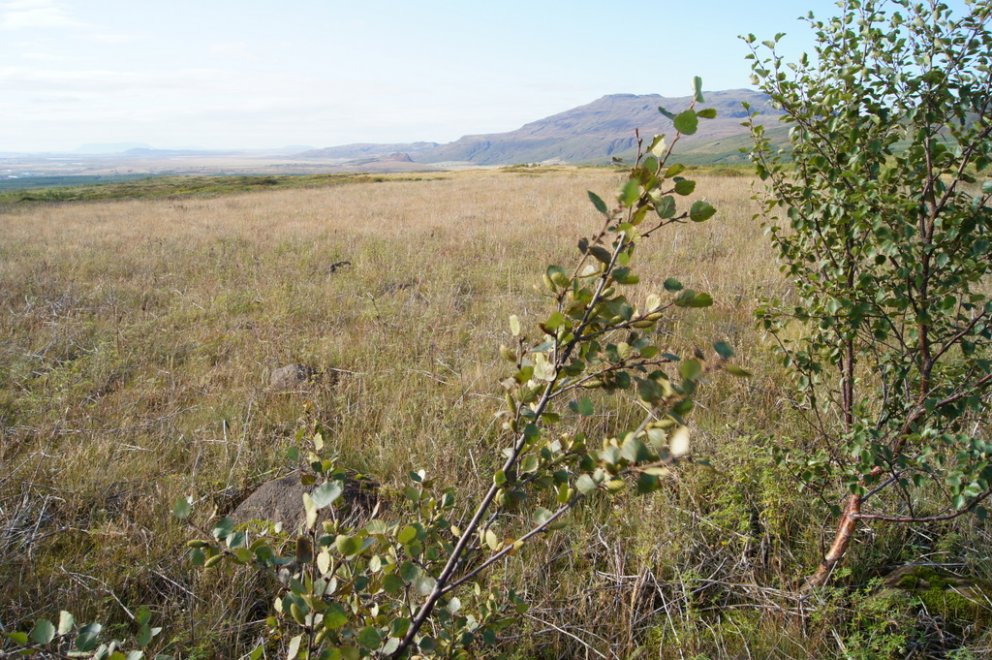 Styrkja skógrækt á Haukadalsheiði
