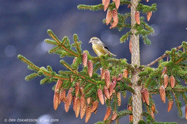 Skógarfugl verpir á Íslandi