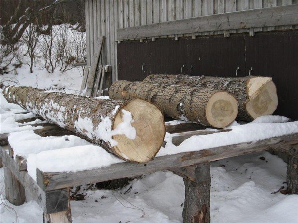 Hæsta tréð í sauna