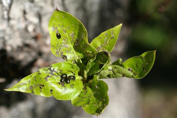 Asparglytta á Mógilsá