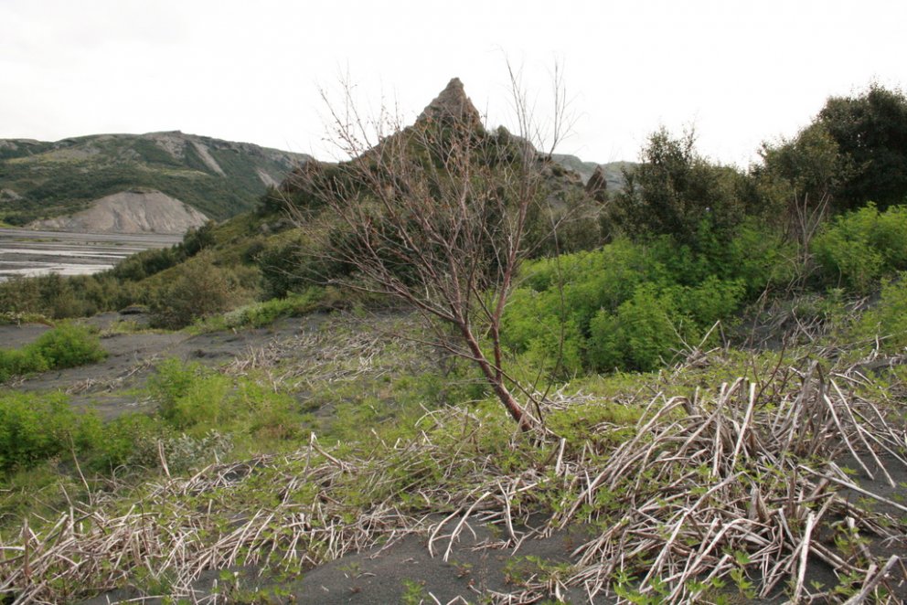 Afleiðingar tilraunar til eyðingar lúpínu í Þórsmörk