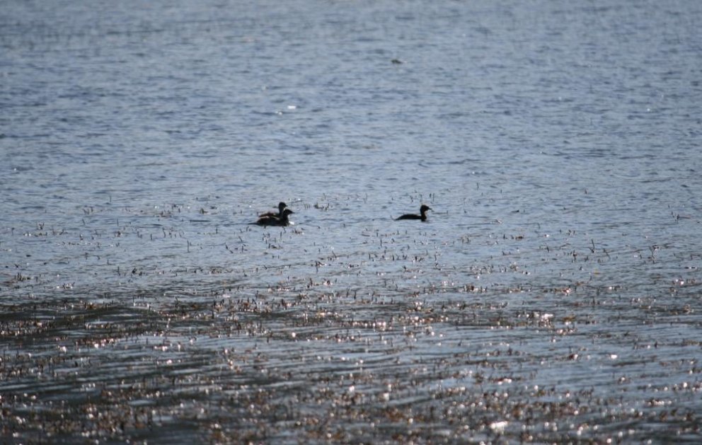 Mynd: Þröstur Eysteinsson