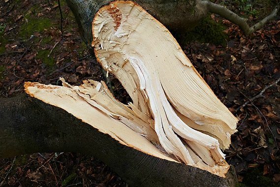 Berit leikur færeyska skóga grátt