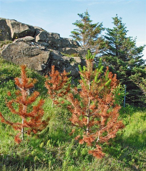 Bágborið ástand furu