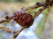 Þemadagar NordGen Skog