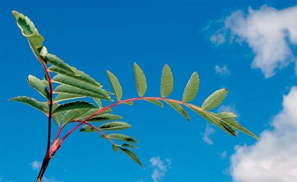 Ný vefsíða: Skógfræðingafélag Íslands