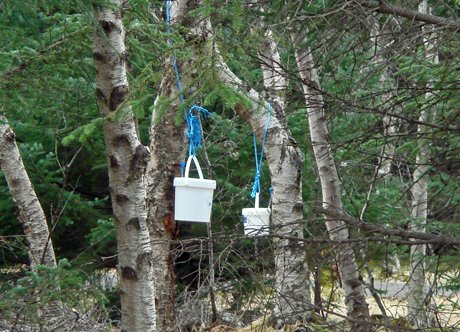 Ís með birkibragði