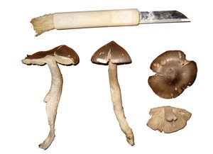 Ný sveppategund finnst í Jafnaskarðsskógi