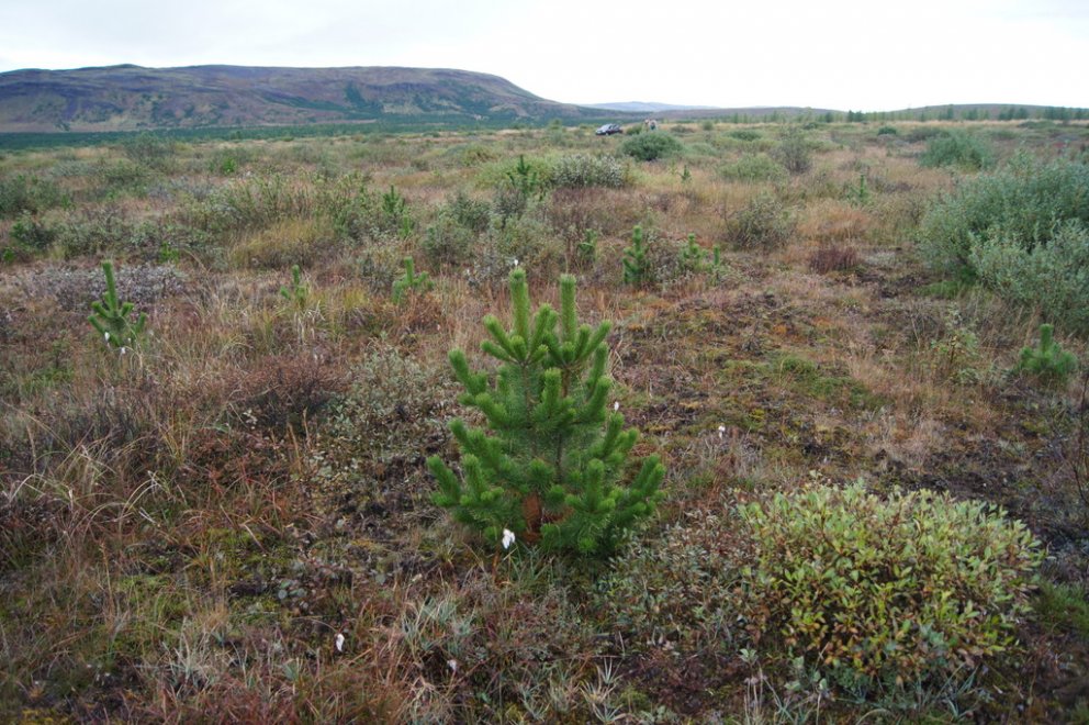 Skógur sprettur upp af fræi