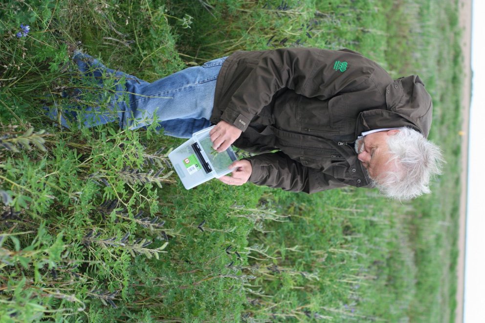 Skordýrabeit í lúpínubreiðum