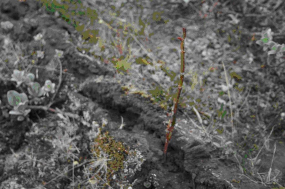 Mynd: Hlynur Gauti Sigurðsson