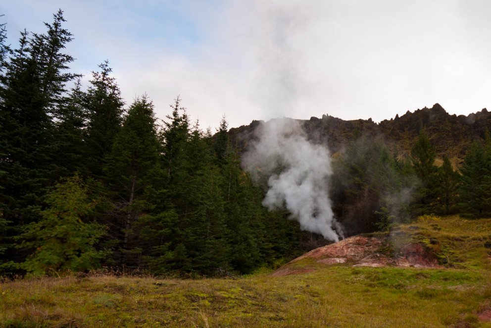 Nýtt rannsóknaverkefni í jarðhitaskógi