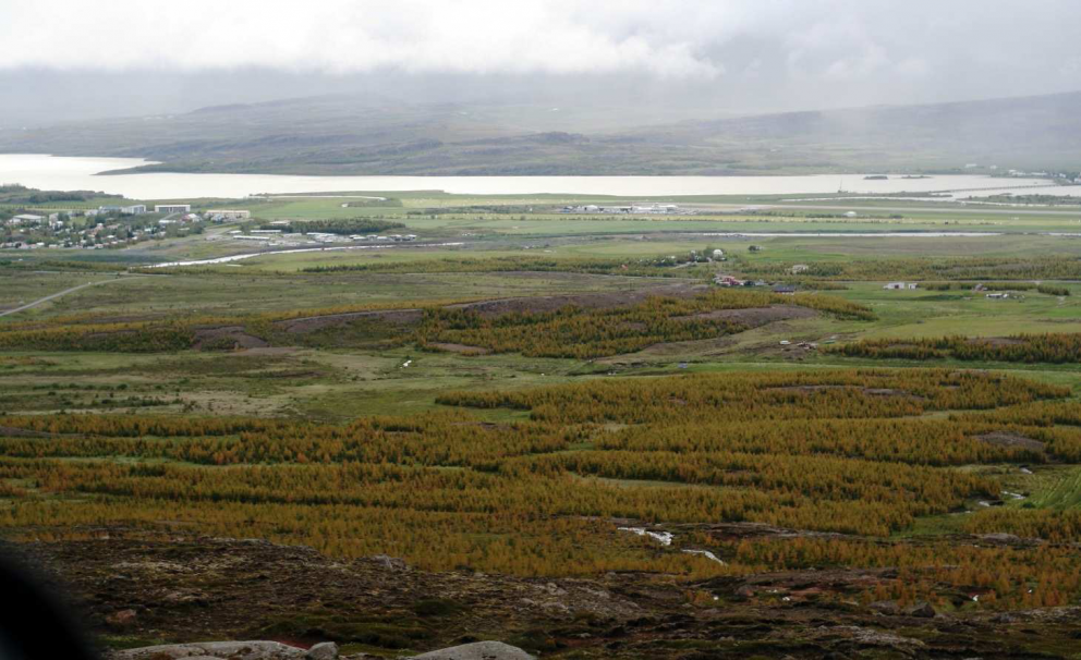 Skaðvaldar í skógrækt