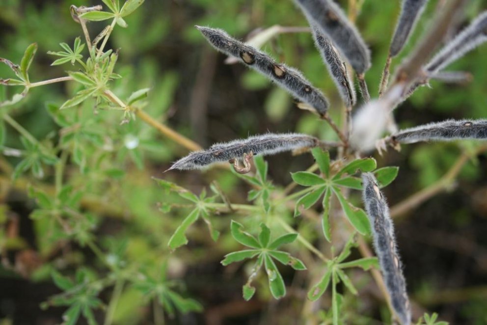 Mynd: Þröstur Eysteinsson