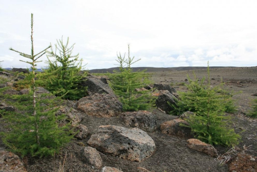 Mynd: Þröstur Eysteinsson