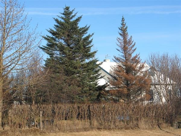 Grenitré skemmd vegna lúsafaraldurs