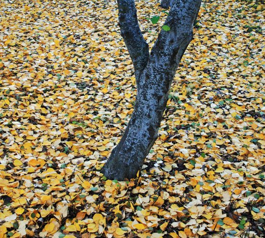 Haust á  Hallormsstað