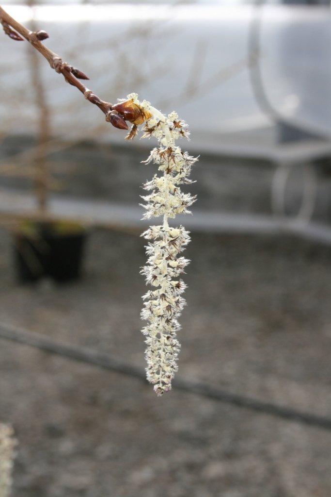 Vor í Vaglaskógi: blæösp