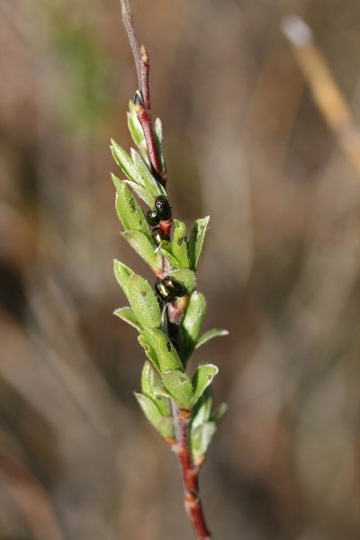 Asparglyttan komin á kreik