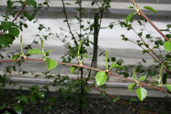 Blómgun á ungu birki