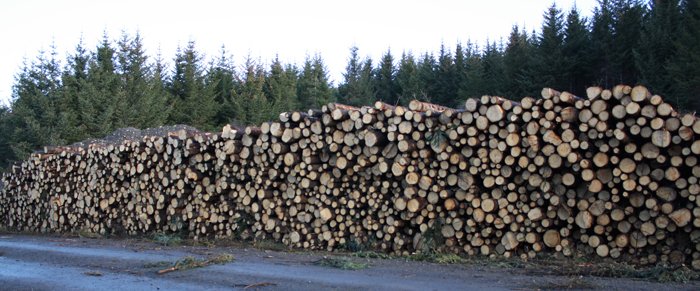 Grisjun í Skorradal