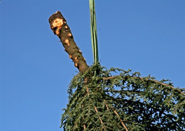 Grisjunarútboð: Stálpastaðaskógur í Skorradal