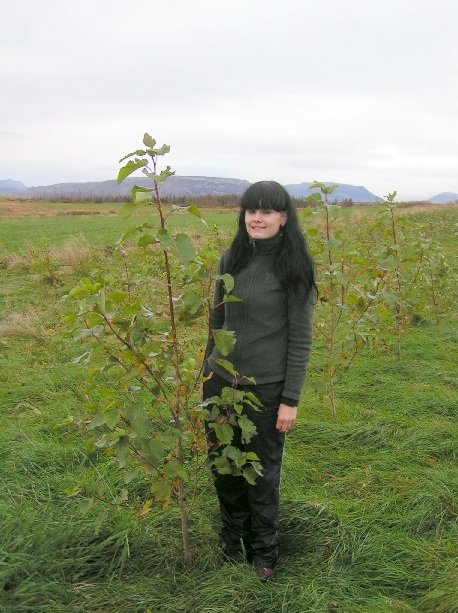 Meistaravörn: Áhrif asparryðs á kal í ösp