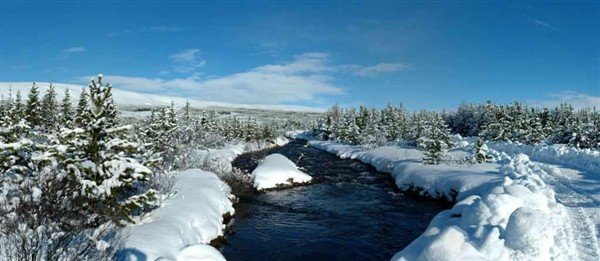 Veturinn í skóginum