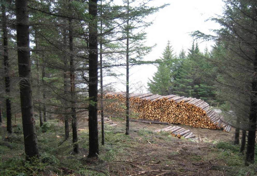 Fundað um afleiðingar grisjunar