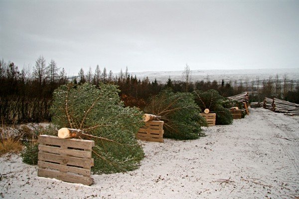 Austfirsk jólatré fara víða