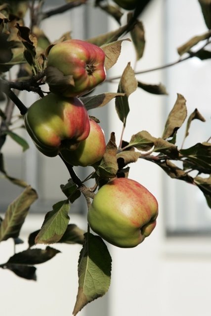 Eplatré á Íslandi