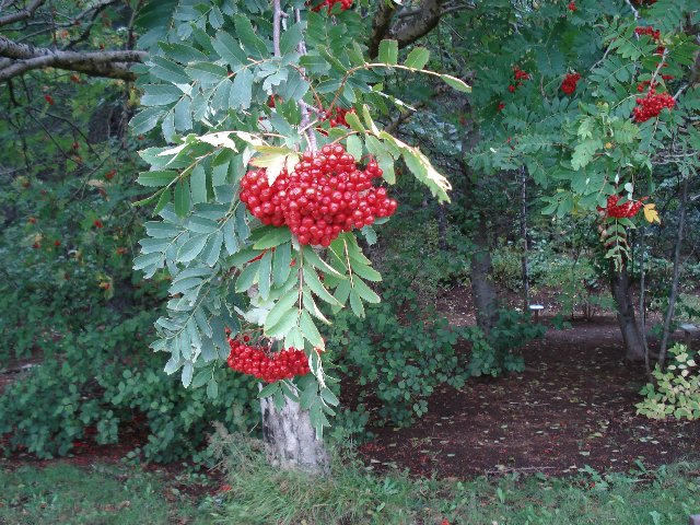 Fræsöfnun í fullum gangi