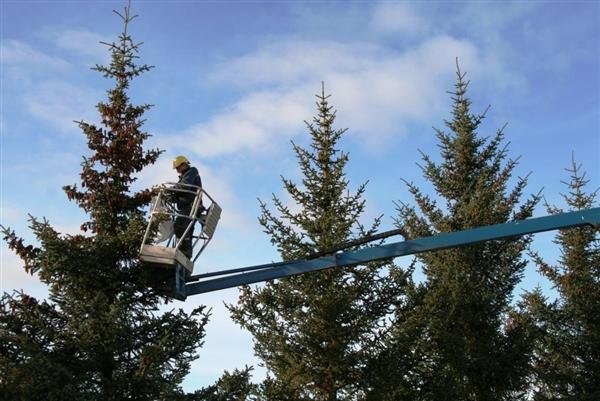 Frætínsla í fullum gangi