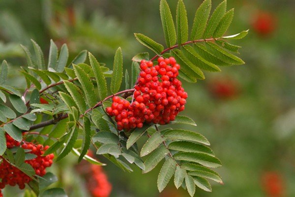 Vangaveltur um haustgróðursetningu