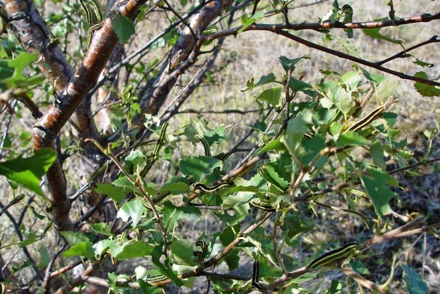 Ertuygla etur lúpínur og annan gróður