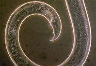 Þráðormur ógnar evrópskum furuskógum