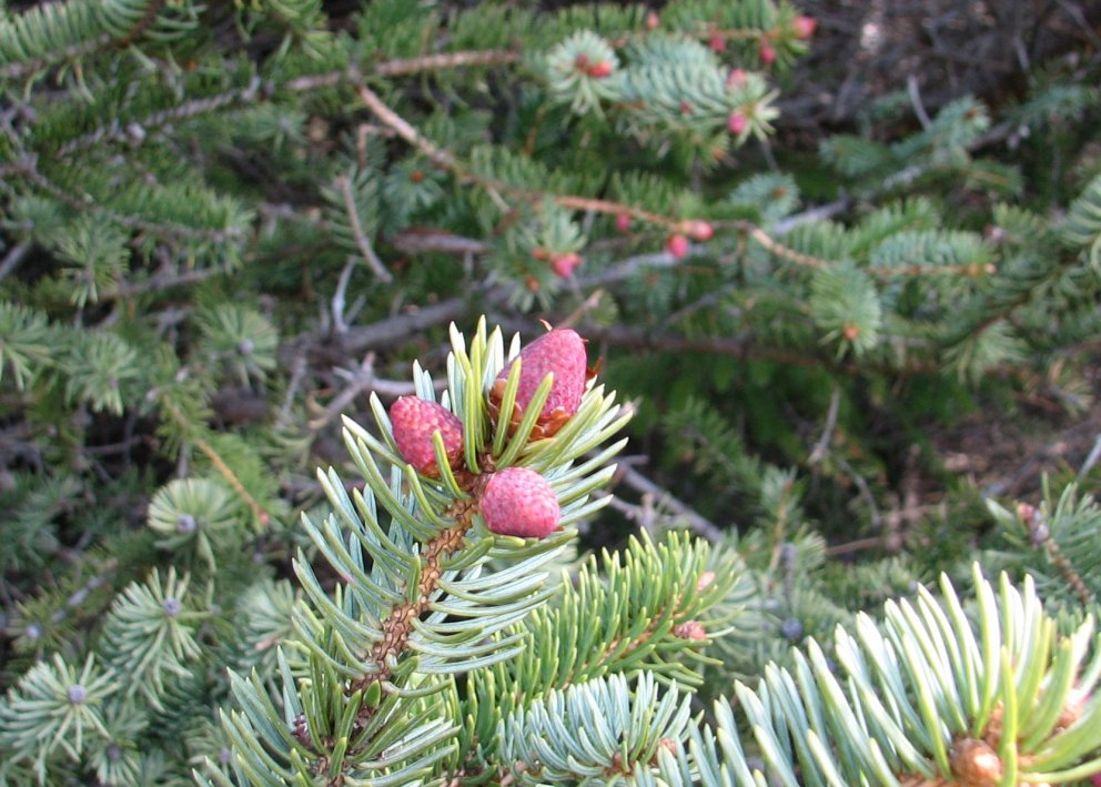 Laufi skrýðist lundur